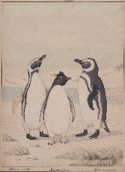 LOQUEYSSIE, Henri de, acuarelas de Pinguinos Argentinos, 1963