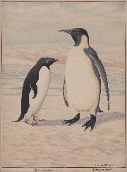 LOQUEYSSIE, Henri de, acuarelas de Pinguinos Argentinos, 1963
