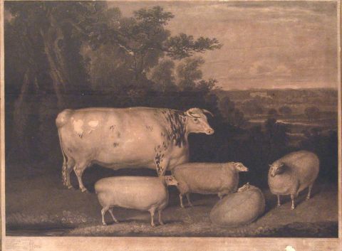 Ward, Vaca y ovejas, grabados ingls.
