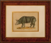 BRODTMANN; Elefante - Rinoceronte - Camello - Dromerario, cuatro grabados coloreados.