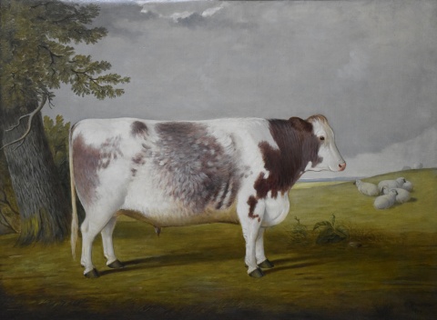 R. Harrington 1879, Toro Premiado (Bull Prize), leo