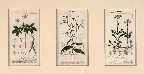 Grabados Botánicos triples, coloreados a mano. S. XIX. En un marco, 33 x 58 cm.