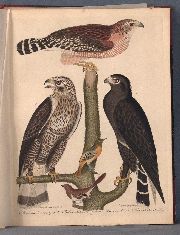 WILSON, A; 'American Ornithology', N.Y 1828, 4 tomos.