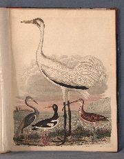 WILSON, A; 'American Ornithology', N.Y 1828, 4 tomos.