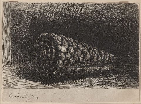 Rembrandt,Caracol, aguafuerte