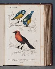 D´ORBIGNY (Charles). Dictionnaire d´Histoire Naturelle, 1848-1849. 16 tomos (19)