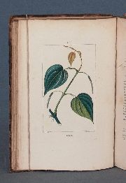 CHAUMETON, POIRET, CHAMBERET. Flore Médicale, 1841-1845. 7 tomos (23)