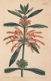Grabados botánicos, acuarelados a mano, años 1800 y 1817. (3 y 4)