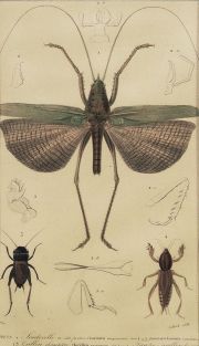 Insectos, grabados coloreados (30)