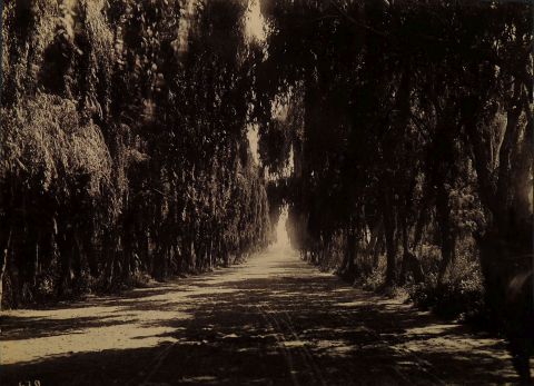 Fotografías Carruajes en Palermo N° 678 y Bosques de Palermo N° 679. Atribuidas a Enrique Moody