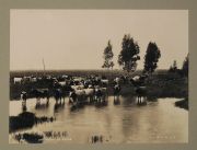 Fotografías Sociedad Fotográfica Argentina de Aficionados, una con la sigla S.F.A de A. 'Un rodeo de Vacas', Casa de