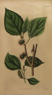 Grabados Botánicos, coloreados a mano. Año 1822 (2)