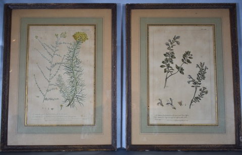 Tres grabados Botánicos, con manchas . 34 x 21 cm.