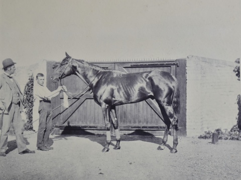 Clarence Hailey, Album con fotograbados de caballos. Deterioro. Ex Libris Daro H. Anasagasti.