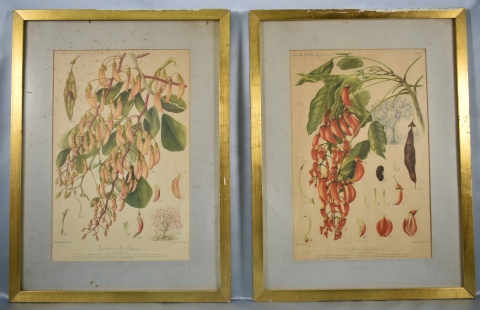CUATRO REPRODUCCIONES, sobre temas botánicos, según diseño de A. E. Avila.