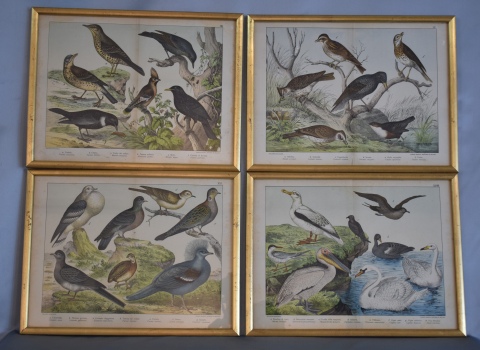 Cuatro grabados de Aves, 30 x 40 cm.
