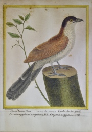 Aves, Tres grabados: Caucon Senegal y otros, por F. N. Martinet. Miden: 22,5 x 18,5 cm. Manchas, desperfectos.